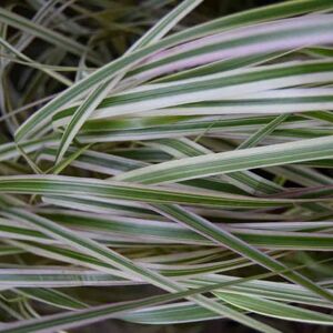 Calamagrostis × acutiflora 'Overdam' (v) ---